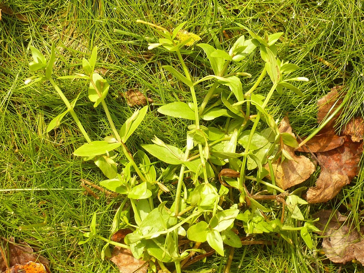 Lindernia dubia var. major (Linderniaceae)